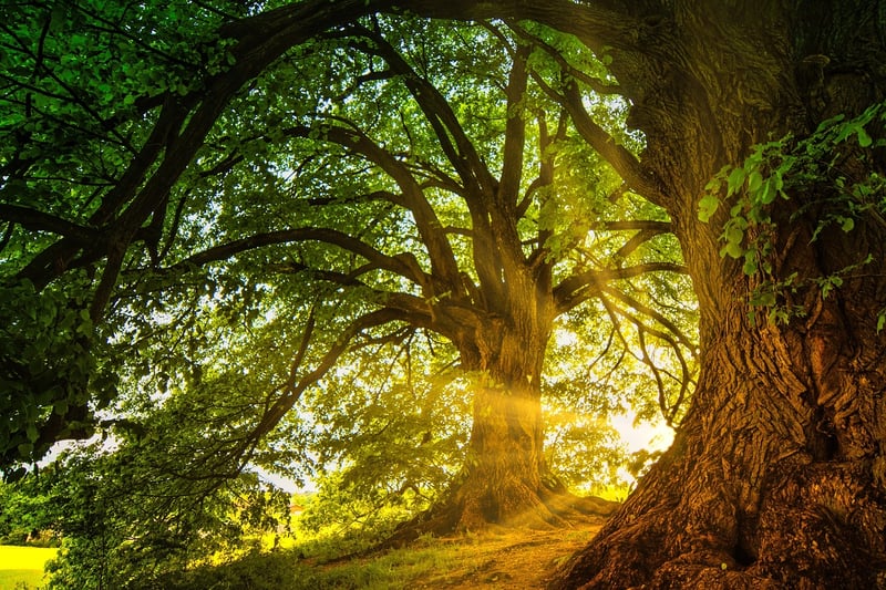 Enchanted Clearings